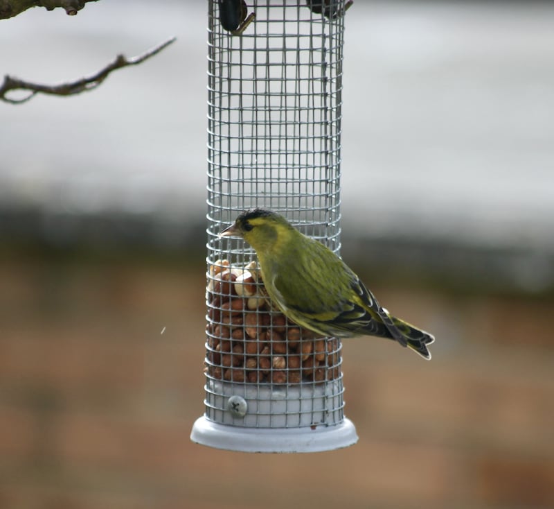 A siskin pictured in Clondalkin. Photograph: Willie Long