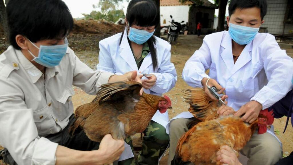 Technical staff from the animal disease prevention and control center inject chickens with the H5N1 bird flu vaccine in Shangsi county, Guangxi Zhuang autonomous region. Two more people died from the disease today. Photograph: China Daily/Reuters