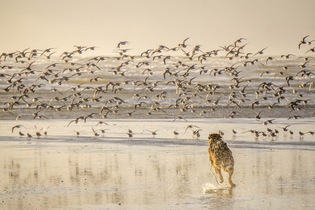 Drones, cars and dogs running off the lead can tip the balance against shorebirds’ survival
