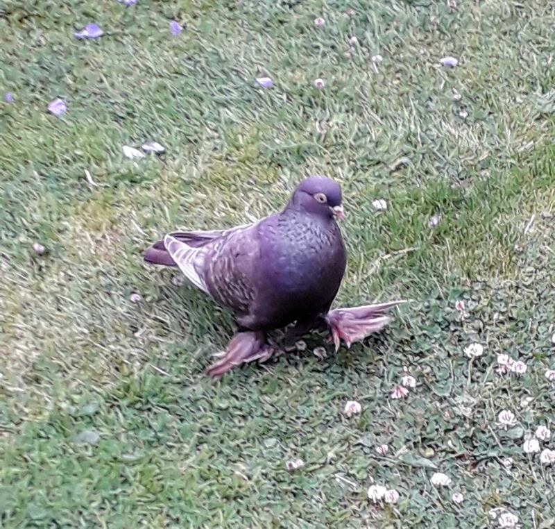 Domestic pigeon