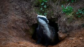 Bartra to appeal decision in ‘badger’ planning row