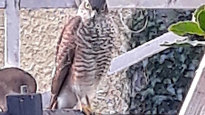 The sparrowhawk that visits allotments in Dublin 4