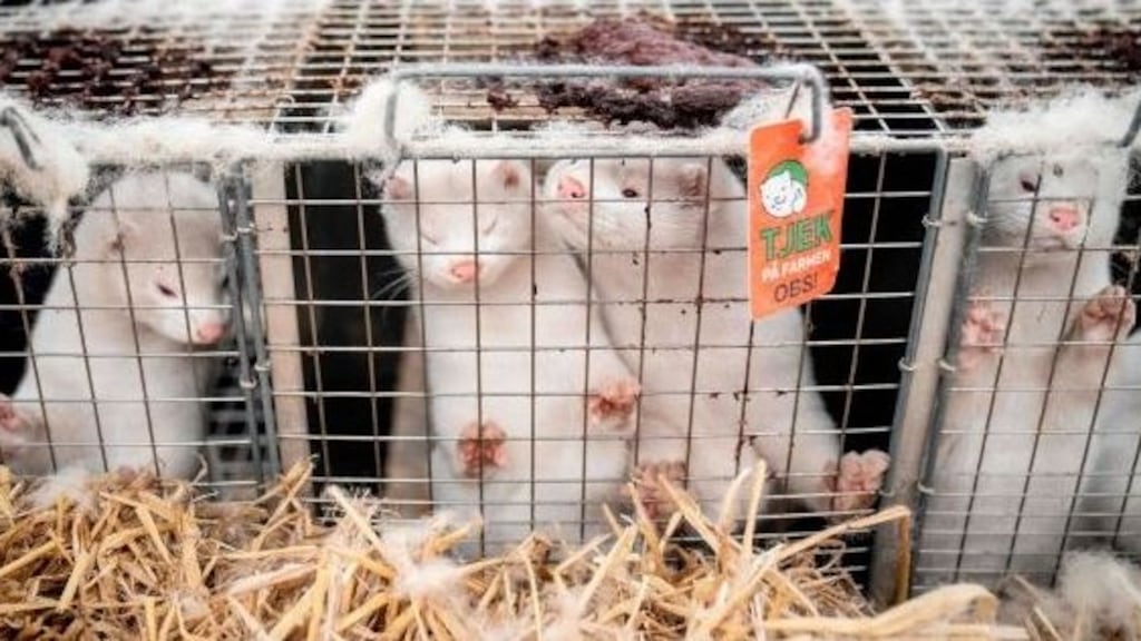 Denmark ordered the slaughter of up to 17 million mink in early November over fears of a variant of Covid-19 linked to the animals.  Photograph:  Getty Images