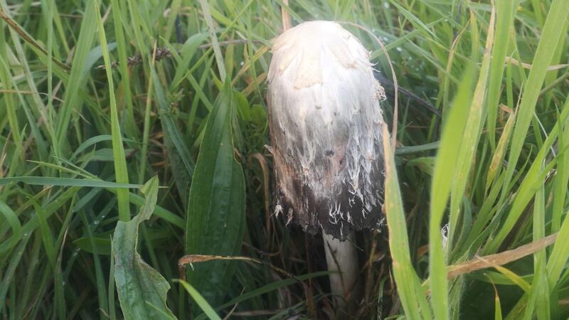 John Murphy stumbled upon this shaggy inkcap mushroom.