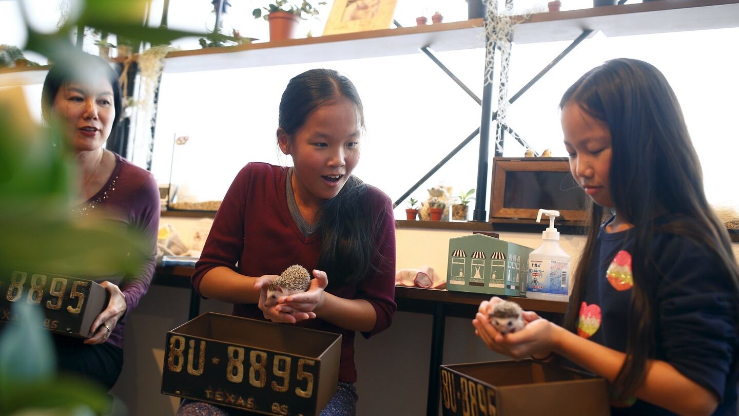 Anna (11) and Yuna Cheung (11) from the UK hold hedgehogs as their mother Kimberly Russel watches at the Harry hedgehog cafe in Tokyo. Photograph: Thomas Peter/Reuters