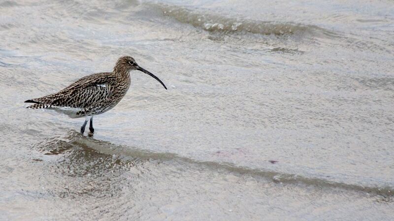 More detailed recovery plans are needed for key species including farmland birds (notably the curlew); wintering waterbirds and breeding seabirds ‘to reverse devastating declines’, according to BirdWatch Ireland. File photograph: Getty Images