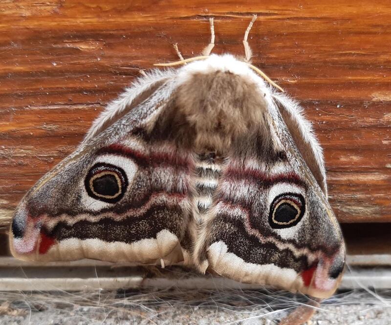 Emperor moth. Photograph: Frank Kennedy, Co Galway