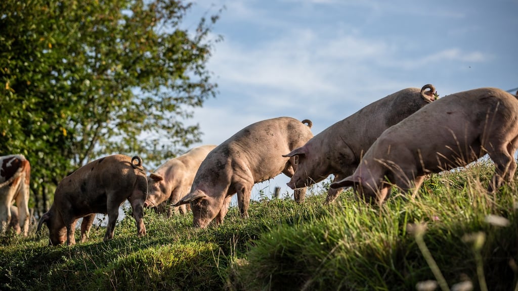 If pork prices rise in a swine pandemic, consumers tend to switch to beef. Photograph: Angel Garcia/Bloomberg