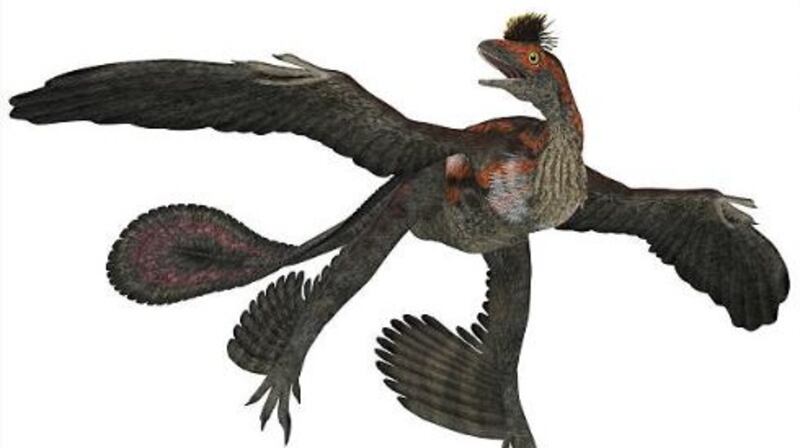 Microraptor, one of the feathered dinosaurs studied by the UCC palaeontologists. File illustration: Getty Images