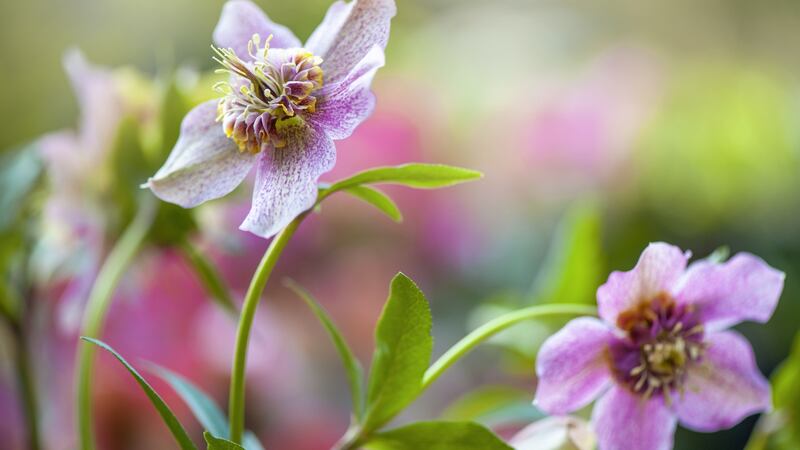 Helleborus x hybridus. Photograph: Getty Images