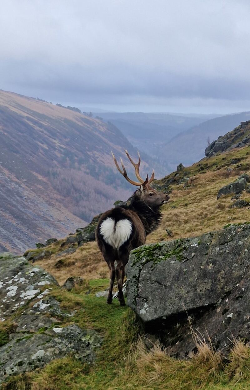 Sika deer were introduced to Ireland by Lord Powerscourt in 1860. Photograph: Karen Mitchell