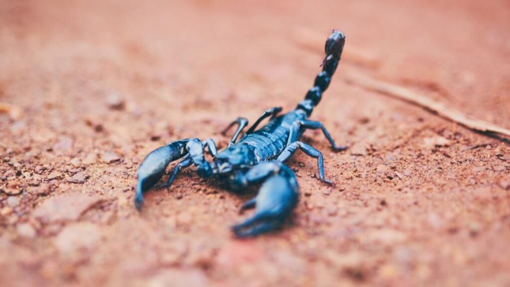 The Galway scientists tested a theory espoused in the Indiana Jones and the Kingdom of the Crystal Skull film, which warned of the dangers of small scorpions, and that ‘when it comes to scorpions, the bigger the better’ Photograph: iStock