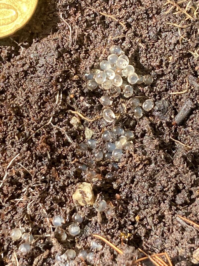 Snail’s eggs