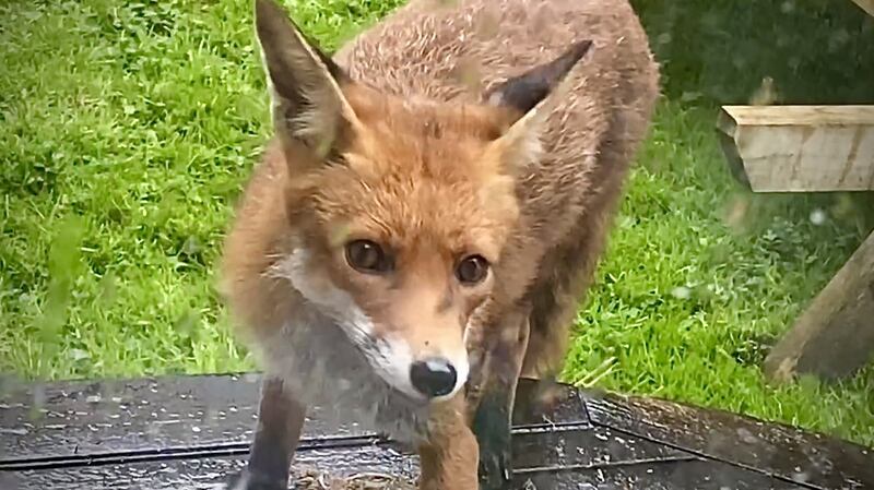 One of three fox cubs that moved in under a shed in Julian Checkley’s garden.