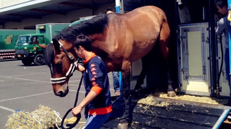 Irish horses are China bound