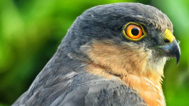Sparrowhawk at Sillogue Gardens. Photograph: Jenny Ryan