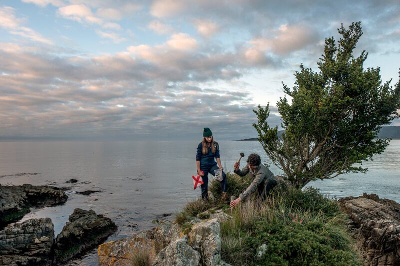 Biologists Toby Kiers and Merlin Sheldrake take soil samples along the coast of Chaihuin, in Chile. Photograph: Tomas Munita