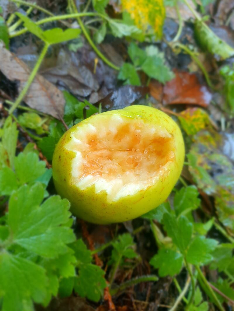 Fallen cooking apple. Photograph supplied by Thomas Veale