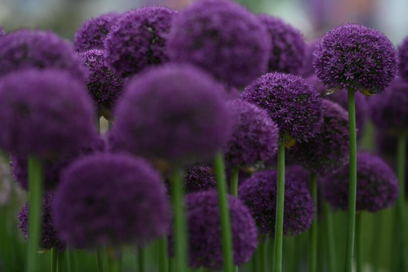 Alliums. Photograph: Neil Hall/EPA/EFE