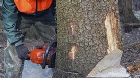 Neighbour refuses to act over dangerous tree