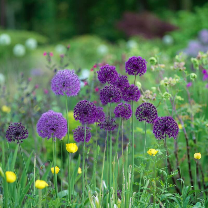 Alliums flowering in June Blake's garden in west Wicklow Photo Credit Richard Johnston
