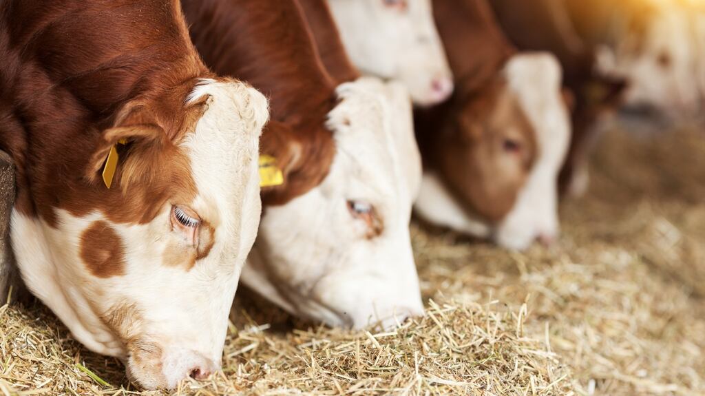 A trade body says there is a 15 per cent staff shortage across many meat plants in the UK. Photograph: iStock