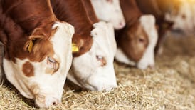 Brexit: UK meat firms exporting animals to Republic for butchering