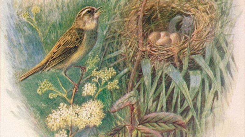 Sedge-Warbler