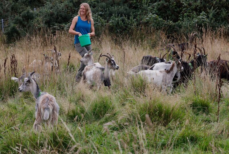 Herder Melissa Jeuken, hired by the Old Irish Goat Society to manage a ground-breaking conservation grazing project at Howth, in the Dublin Bay Unesco Biosphere Reserve, pictured in 2021. Photograph: Alan Betson