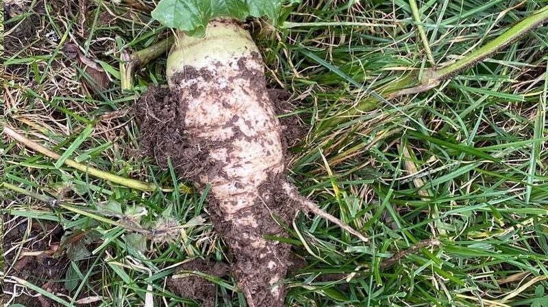 Horseradish can spread from the tiniest piece of root