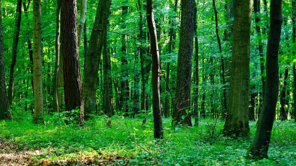 The PSNI is carrying out an investigation into the death of a 15-year-old girl in Co Armagh on Saturday. File photograph: Getty Images