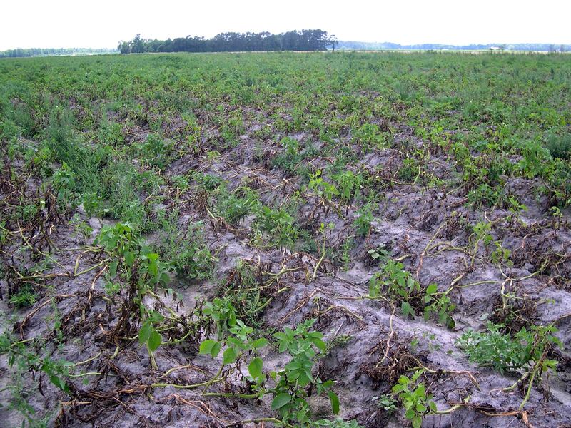 A field of potatoes infected with blight.