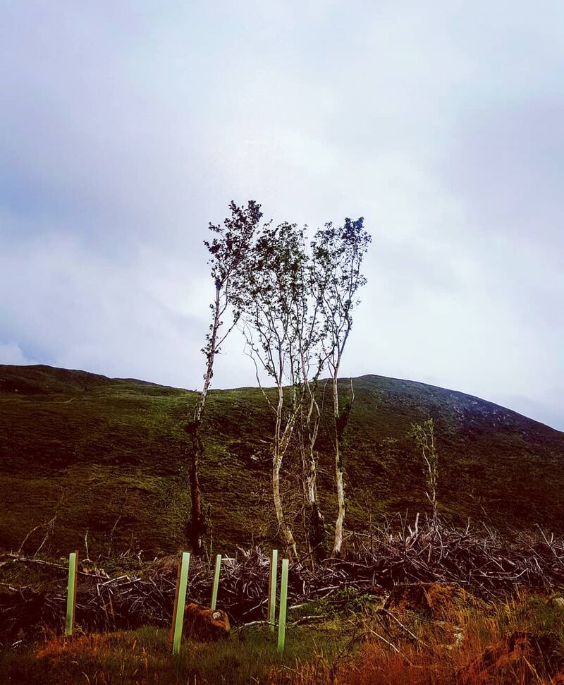 A tree in Donegal