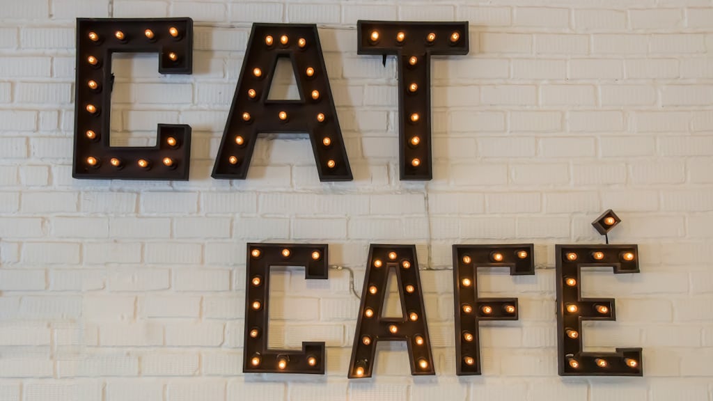 If it gets funding, visitors to Dublin’s cat cafe will pay €10 to drink coffee and play with the resident cats.