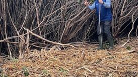 ‘We’ve broken the barrier’: Optimism blossoms in the battle against rhododendron at Killarney National Park