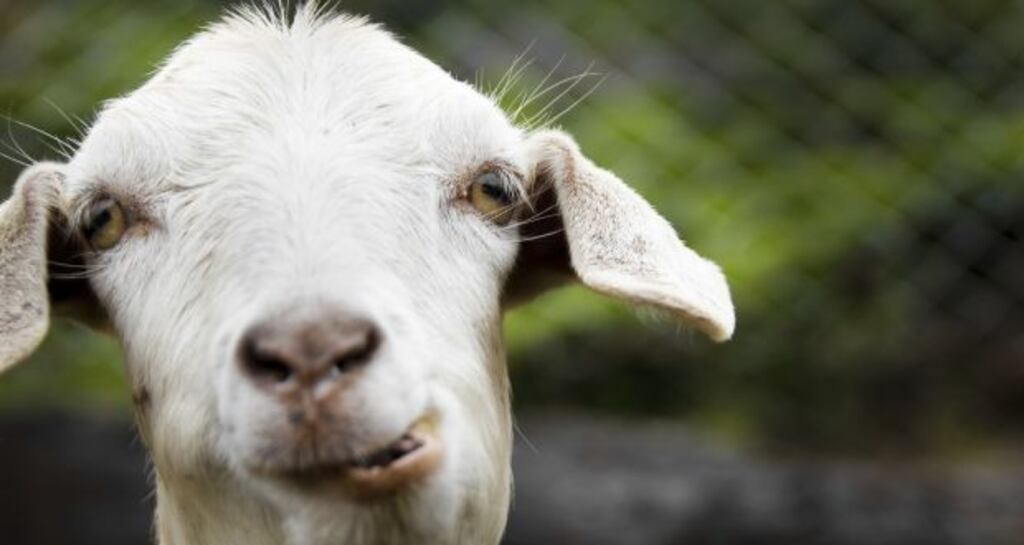 Bóthar was established in Limerick in 1989 to send dairy cows to communities in Africa and has since grown to gifting goats, pigs, poultry, rabbits and bees to the developing world. File photograph: Getty