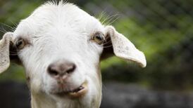 Regulator appoints inspectors to investigate charity Bóthar