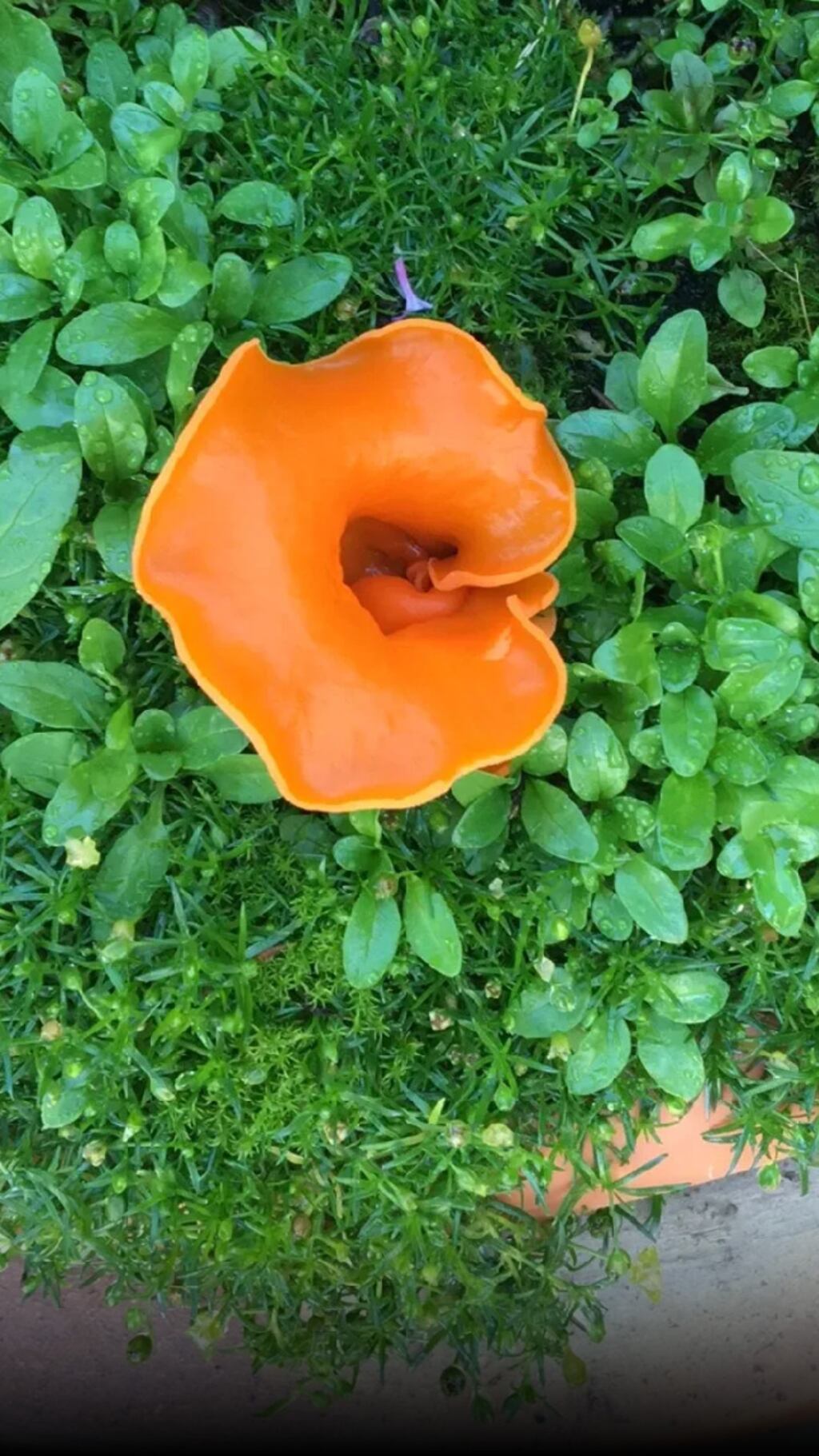 orange peel fungus, supplied by Aileen Murphy