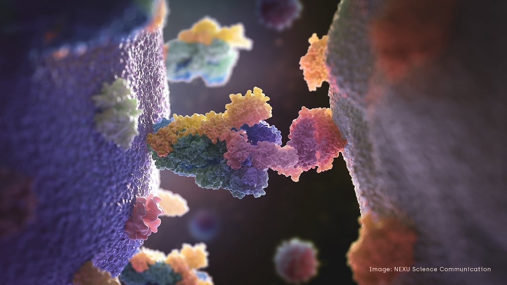 A graphic representation of novel coronavirus created by Irish scientist Eoin Winston of Nexu and Jason McLellan from the University of Texas. It includes a realistic representation of its distinctive spike protein which may be key to developing a vaccine.