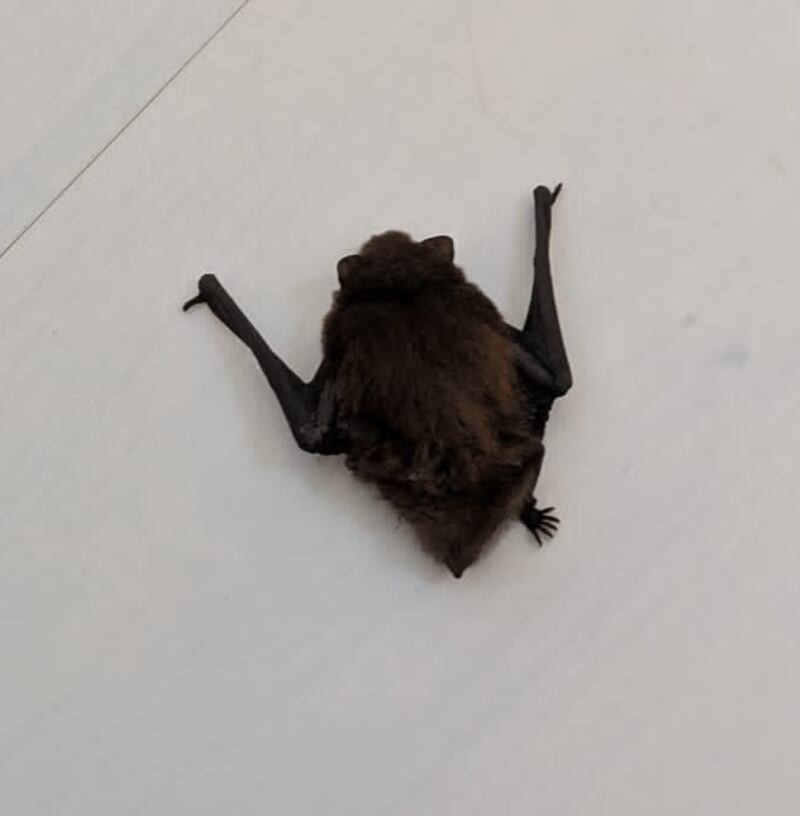 Pipistrelle bat. Photograph supplied by Ken Myler