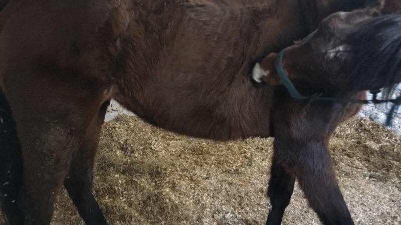 Thoroughbred horse War Celeste, found abandoned and emaciated in a Cork barn by My Lovely Horse Rescue.