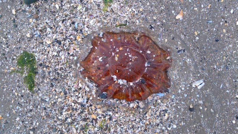 Eye on nature: the beached lion’s mane jellyfish that Brendan Price saw