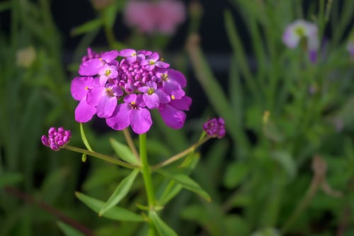 A quick and easy way to add contemporary elegance to your garden