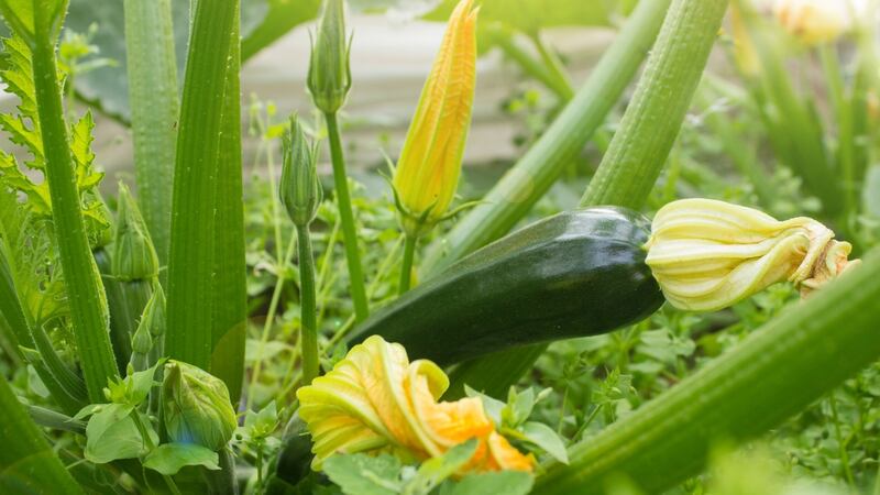Now that the threat of damaging late frosts has almost certainly passed, half-hardy vegetables such as courgettes, can be planted outdoors. Photograph: Getty Images