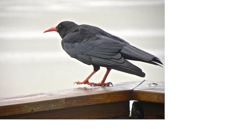 A chough in Co Kerry