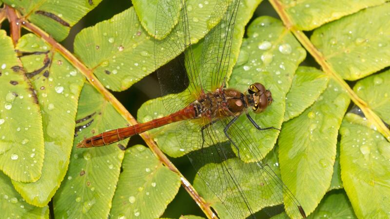 A male Ruddy Darter (Sympetrum sanguineum). Males turn blood red as they mature. This dragonfly is often abundant around turloughs in central Ireland.