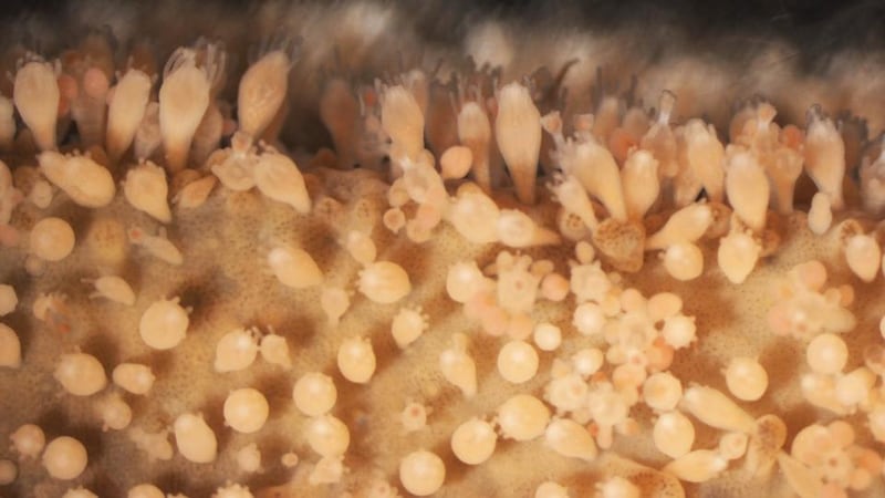 The Galway team has discovered an unknown link between ‘heat-shock’ proteins and a cell-signalling pathway, known as Wnt signalling, in Hydractinia stem cells.