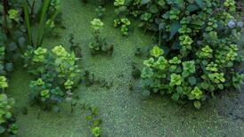 Algal bloom strikes at second large drinking-water reservoir in Co Wicklow