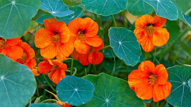 Every garden or allotment should have some edible flowers, such as the nasturtiums above, to use as pretty garnishes. Photograph: iStock