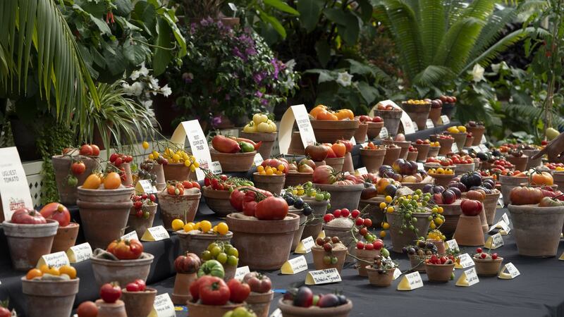 Totally Terrific Tomato Festival at the National Botanic Gardens, Dublin. Photograph: Jonathan Hession